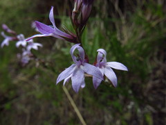 Lobelia camporum