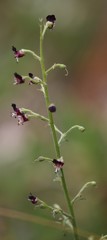 Scrophularia juratensis