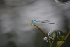 Pseudagrion microcephalum