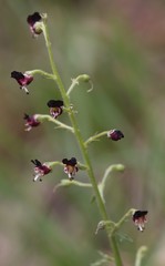 Scrophularia juratensis