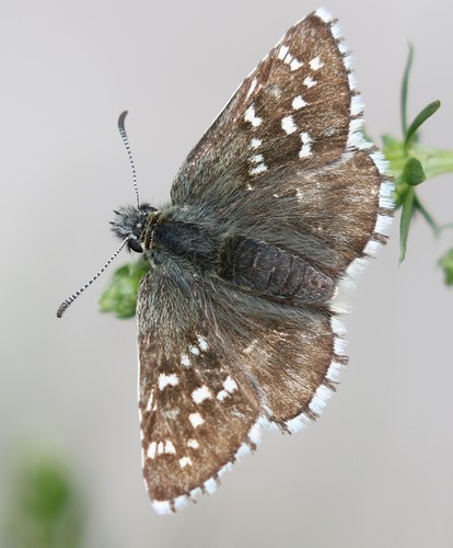 Alpine Grizzled Skipper
