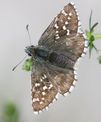 Pyrgus andromedae