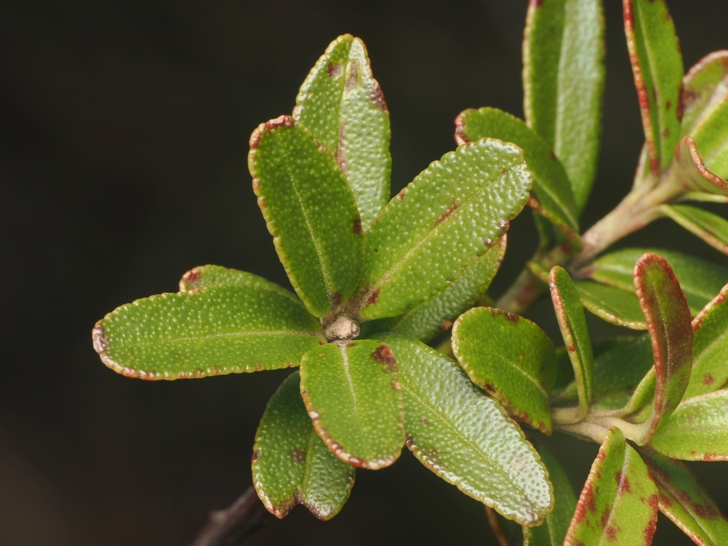 Leionema nudum; photograph (c) Angus Campbell, some rights reserved (CC BY)