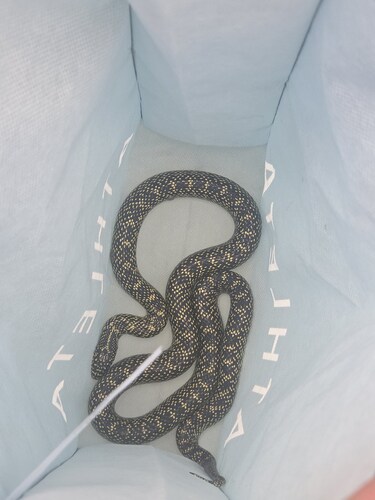 Speckled Kingsnake, Colorado, US, photo 10 of 10