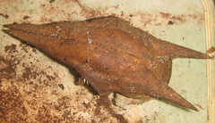 Cephalophorus natalensis