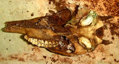 Cephalophorus natalensis
