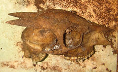 Cephalophorus natalensis