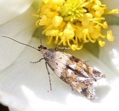 Epermenia scurella