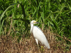 Egretta thula