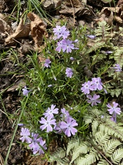 Phlox subulata