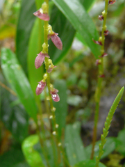 Stelis pardipes