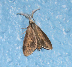 Cryptothelea gloverii