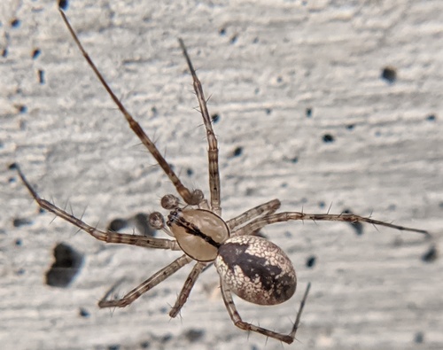 Hammock spider photo 4
