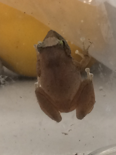 Eleutherodactylus coqui observed 2017-03-14