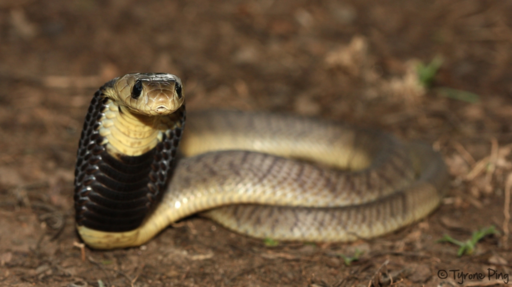 Naja annulifera / Snouted cobra in Zoo Antwerpen