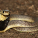 Snouted Cobra - Photo (c) Tyrone Ping, some rights reserved (CC BY-ND)