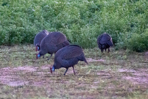 Helmeted Guineafowl