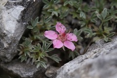 Potentilla nitida