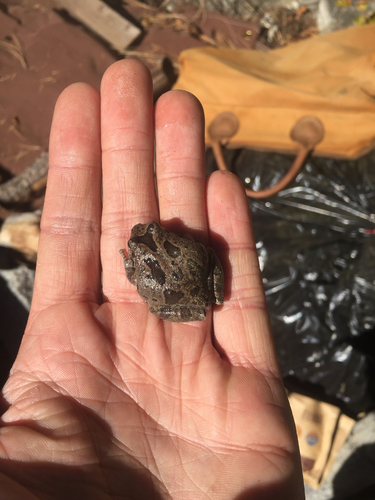 iNaturalist observation photo of Pacific chorus frog