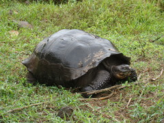 Chelonoidis niger porteri