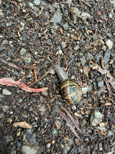 Cornu aspersum