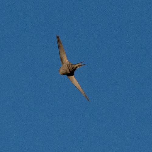 African Palm Swift
