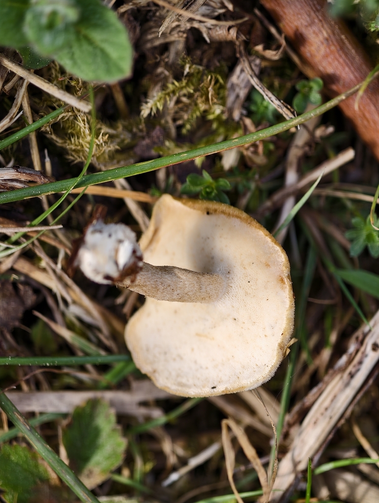 Lentinus substrictus