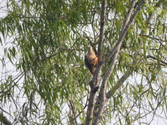 Melanerpes aurifrons