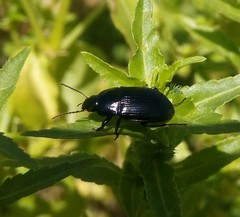 Coleoptera