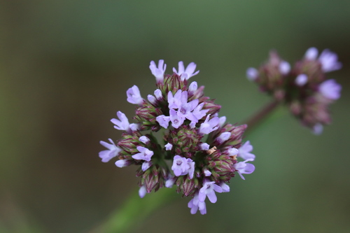 Brazilian Vervain