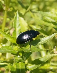 Coleoptera