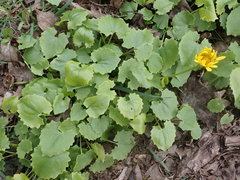 Doronicum
