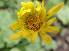 Doronicum