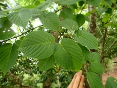Acer distylum