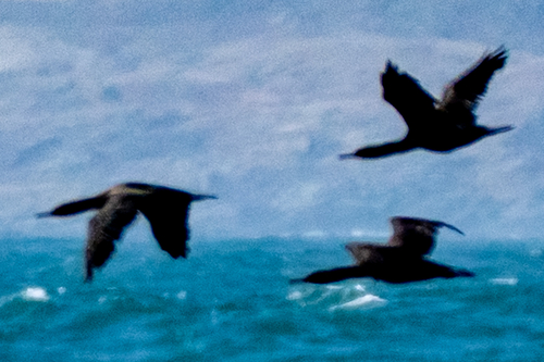 iNaturalist: (c) Nathan Sarrazin, some rights reserved (CC BY-NC), uploaded by Nathan Sarrazin iNaturalist image