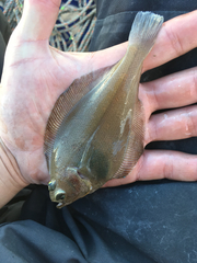 Citharichthys sordidus