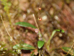 Stelis hirtzii
