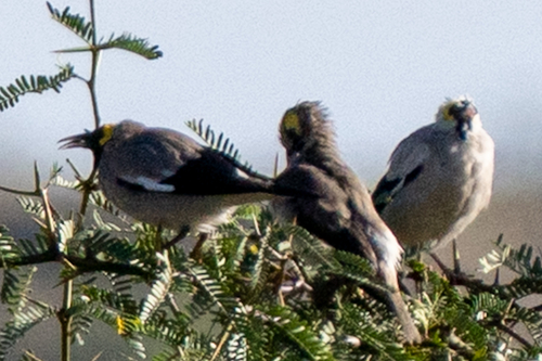 Wattled Starling