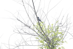 Melaniparus guineensis