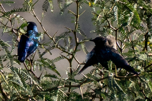 Cape Starling