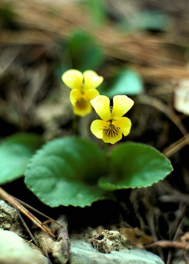 Viola rotundifolia