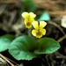 Viola rotundifolia - Photo (c) roy pilcher, μερικά δικαιώματα διατηρούνται (CC BY-NC), uploaded by roy pilcher