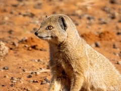 Yellow Mongoose photo 5