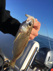 Genyonemus lineatus