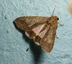 Melipotis acontioides