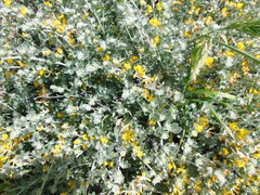 Acmispon argophyllus