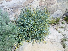 Acmispon argophyllus