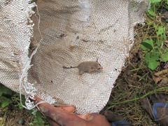 Marmosa murina