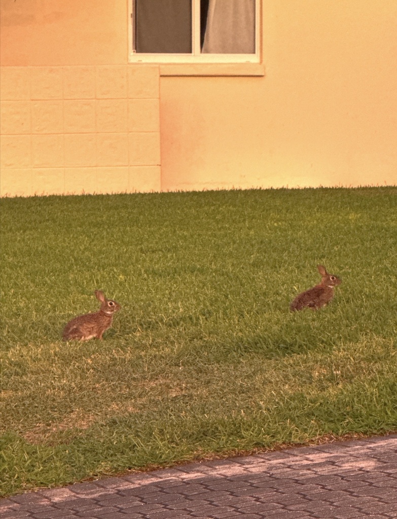 Eastern Cottontail from Singer Island, Juno Beach, FL, US on April 25 ...