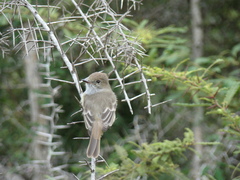 Myiarchus magnirostris